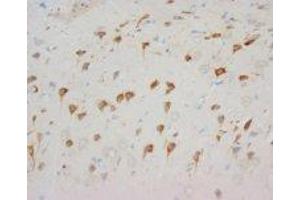 Image no. 1 for anti-Neuropeptide Y Receptor Y1 (NPY1R) (C-Term) antibody (ABIN1492944) (NPY1R 抗体  (C-Term))
