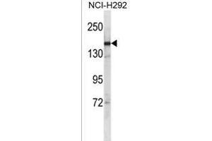 SYCP2 Antibody (C-term) (ABIN1536705 and ABIN2850088) western blot analysis in NCI- cell line lysates (35 μg/lane). (SYCP2 抗体  (C-Term))