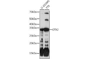 Western blot analysis of extracts of various cell lines, using OTX2 Rabbit mAb (ABIN7269116) at 1:1000 dilution. (OTX2 抗体)