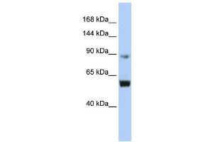 WB Suggested Anti-MCM10  Antibody Titration: 0. (MCM10 抗体  (Middle Region))