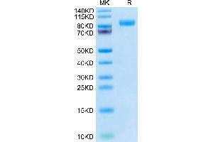 SDS-PAGE (SDS) image for Receptor tyrosine-protein kinase erbB-2 (ErbB2/Her2) (AA 23-652) protein (His tag) (ABIN7274794)