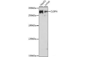 Western blot analysis of extracts of various cell lines using CLSPN Polyclonal Antibody at dilution of 1:1000. (Claspin 抗体)