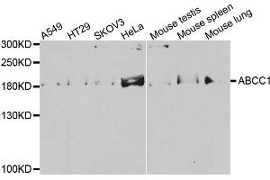 Western blot analysis of extracts of various cell lines, using ABCC1 antibody. (ABCC1 抗体)