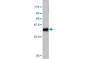 Western Blot detection against Immunogen (36. (ALAS1 抗体  (AA 1-98))
