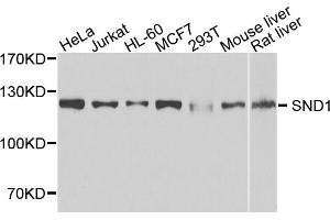 Western blot analysis of extracts of various cell lines, using SND1 antibody (ABIN1980241) at 1:1000 dilution. (SND1 抗体)