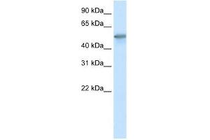 FOXO3A antibody used at 0. (FOXO3 抗体  (C-Term))