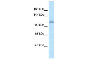 Western Blot showing Zfr antibody used at a concentration of 1. (ZFR 抗体  (N-Term))