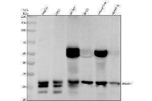 Western blot analysis of PSMA3 using anti-PSMA3 antibody (ABIN7606080).