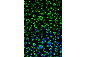 Immunofluorescence analysis of HeLa cells using P4HB antibody (ABIN5970266). (P4HB 抗体)