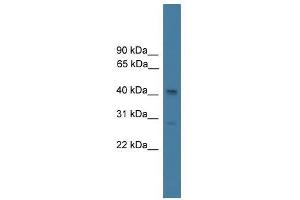 SERPINB7 antibody used at 0.