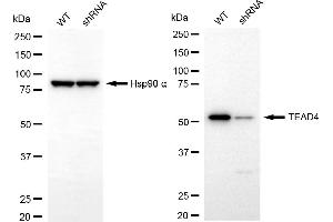 Western blotting analysis using TEAD4 antibody (ABIN7800526). (Recombinant TEAD4 抗体)