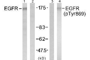Western blot analysis of extracts from A431 cells untreated or treated with EGF (40μM, 10min), using EGFR (Ab-869) antibody (Linand 2) and EGFR (phospho- Tyr869) antibody (Line 3 and 4). (EGFR 抗体  (Tyr869))