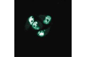 Immunofluorescence staining of AN3 CA cells (Human endometrial adenocarcinoma, ATCC HTB-111). (PCNA 抗体  (AA 68-230))