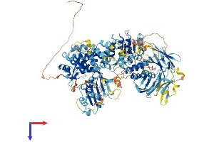 NLR Family, Pyrin Domain Containing 1B (NLRP1B) (AA 1-1196) protein (His tag)