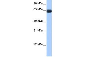 ARHGAP28 antibody used at 1 ug/ml to detect target protein. (ARHGAP28 抗体  (C-Term))