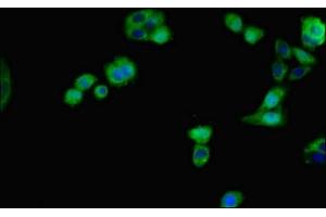 Immunofluorescent analysis of HepG2 cells using ABIN7156203 at dilution of 1:100 and Alexa Fluor 488-congugated AffiniPure Goat Anti-Rabbit IgG(H+L) (Indian Hedgehog 抗体  (AA 203-411))