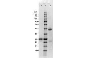 SDS-PAGE results of Goat Fab Anti-Biotin Antibody. (Biotin 抗体)