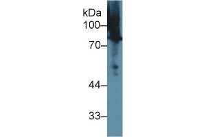Western Blot; Sample: Human BXPC3 cell lysate; Primary Ab: 1µg/ml Rabbit Anti-Rat MSN Antibody Second Ab: 0. (Moesin 抗体  (AA 353-577))
