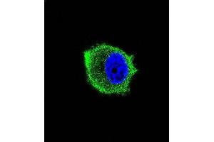 Confocal immunofluorescent analysis of TRAF2 Antibody (ABIN659110 and ABIN2843756) with MCF-7 cell followed by Alexa Fluor® 488-conjugated goat anti-mouse lgG (green). (TRAF2 抗体)