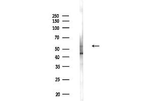 Western blot analysis of lysates from Mouse liver, using PL Antibody at 1/1000 dilution.