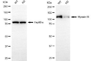 Western blotting analysis using myosin IB antibody (ABIN7799521). (Recombinant Myosin IB 抗体)