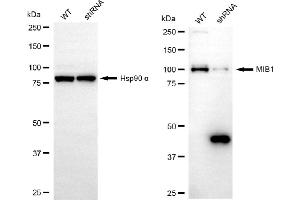 Western blotting analysis using MIB1 antibody (ABIN7799413). (Recombinant MIB1 抗体)