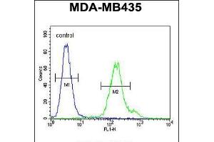 Flow cytometric analysis of MDA-MB435 cells (right histogram) compared to a negative control cell (left histogram). (MTX2 抗体  (C-Term))