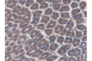 DAB staining on IHC-P; Samples: Mouse Stomach Tissue (ATP4A 抗体  (AA 786-1014))