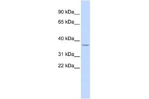 LOC729185 antibody used at 1 ug/ml to detect target protein. (LOC729185 (N-Term) 抗体)