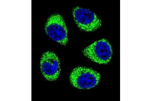Confocal immunofluorescent analysis of SLC25A6 Antibody (Center) (ABIN656122 and ABIN2845461) with A549 cell followed by Alexa Fluor 488-conjugated goat anti-rabbit lgG (green). (SLC25A6 抗体  (AA 128-155))