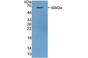 Western blot analysis of recombinant Mouse HRG. (HRG 抗体  (AA 93-328))
