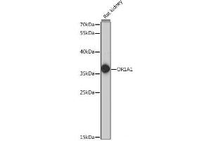 OR1A1 抗体