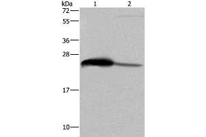 Western Blot analysis of Human testis tissue and HepG2 cell using GSTA3 Polyclonal Antibody at dilution of 1:250 (GSTA3 抗体)