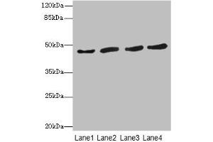 Western blot All lanes: RASSF5antibody at 5. (RASSF5 抗体  (AA 1-265))