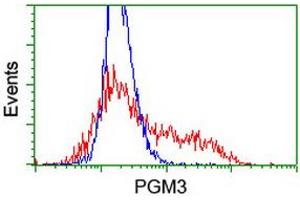 HEK293T cells transfected with either RC201522 overexpress plasmid (Red) or empty vector control plasmid (Blue) were immunostained by anti-PGM3 antibody (ABIN2455863), and then analyzed by flow cytometry. (Phosphoglucomutase 3 抗体)