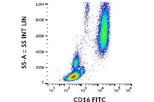 Flow cytometry analysis (surface staining) of human peripheral blood cells with anti-human CD16 (MEM-154) FITC. (CD16 抗体  (FITC))