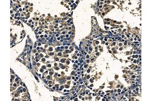 ABIN7097063 and ABIN7101130 at 1/100 staining mouse testis tissue by IHC-P. (FAM161B 抗体)