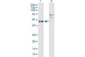 Western Blot analysis of ARL6IP4 expression in transfected 293T cell line by ARL6IP4 MaxPab polyclonal antibody. (ARL6IP4 抗体  (AA 1-360))