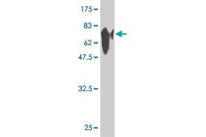 Western Blot detection against Immunogen (80 KDa) . (Glutathione Synthetase 抗体)