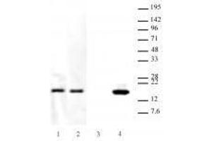 Western blot analysis of Hantibody specificity for Histone H3. (Histone H3.3 抗体  (K27M))