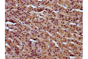IHC image of ABIN7167744 diluted at 1:200 and staining in paraffin-embedded human adrenal gland tissue performed on a Leica BondTM system. (RCN3 抗体  (AA 71-161))