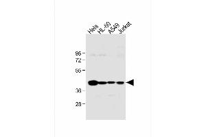 All lanes : Anti-HLA-B Antibody (N-term) at 1:1000 dilution Lane 1: Hela whole cell lysate Lane 2: HL-60 whole cell lysate Lane 3: A549 whole cell lysate Lane 4: Jurkat whole cell lysate Lysates/proteins at 20 μg per lane. (HLA-B 抗体  (N-Term))