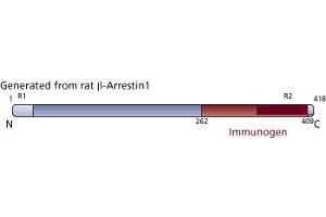 Image no. 2 for anti-Arrestin, beta 1 (ARRB1) (AA 262-409) antibody (ABIN968033) (beta Arrestin 1 抗体  (AA 262-409))