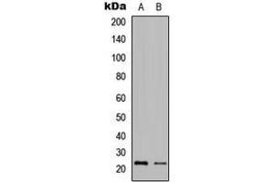 Western blot analysis of Granzyme H expression in Jurkat (A), HeLa (B) whole cell lysates.