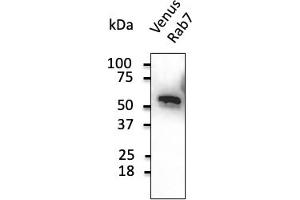 Western Blotting (WB) image for anti-Green Fluorescent Protein (GFP) antibody (ABIN6254149)