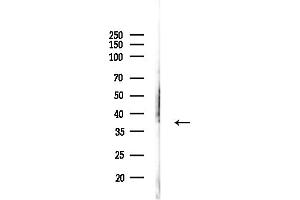 anti-Chloride Channel, Nucleotide-Sensitive, 1A (CLNS1A) (C-Term) antibody