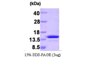 SDS-PAGE (SDS) image for phosphoprotein Enriched in Astrocytes 15 (PEA15) (AA 1-130) protein (ABIN668045) (PEA15 Protein (AA 1-130))