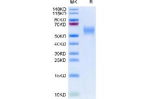 Biotinylated Cynomolgus GFRAL on Tris-Bis PAGE under reduced condition. (GFRAL Protein (AA 20-351) (His-Avi Tag,Biotin))