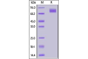 SDS-PAGE (SDS) image for SARS-CoV-2 Spike S2 (Active) protein (His tag,AVI tag,Biotin) (ABIN6973258)