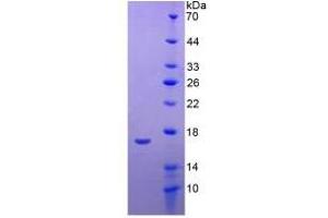 SDS-PAGE (SDS) image for Apolipoprotein A-I (APOA1) ELISA Kit (ABIN6574163)